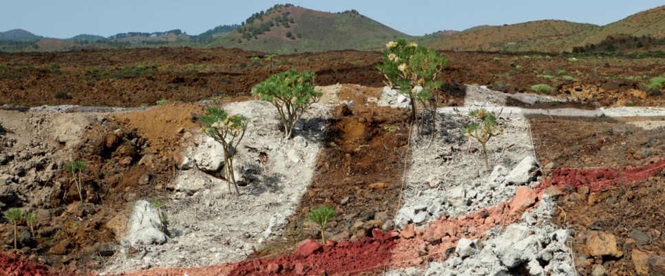 남아공 자연 위에 그린 버버리 체크 패턴 3 2 15