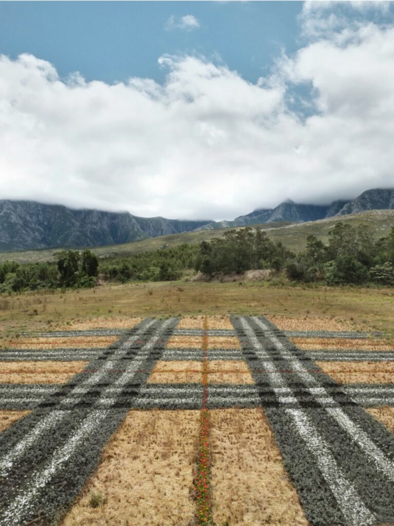 남아공 자연 위에 그린 버버리 체크 패턴 7 7 10