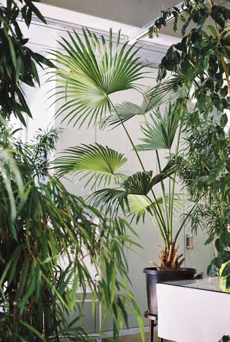 식물과 요리가 한 곳에, 제주 플랜트 바 '용기' ① 8 pdyg 431