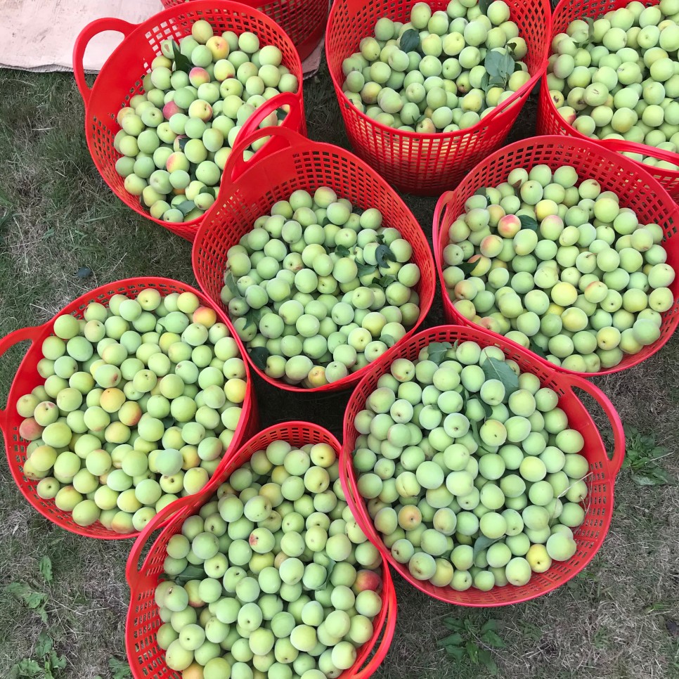 식물과 요리가 한 곳에, 제주 플랜트 바 '용기' ② 7 용기 매실