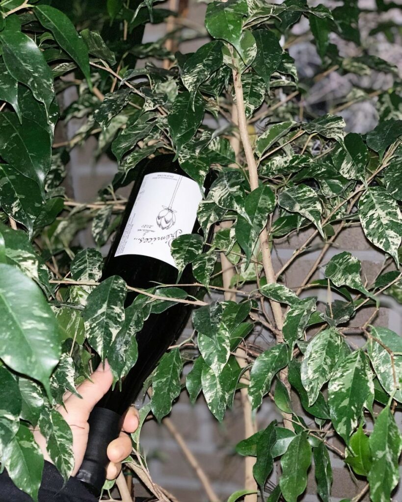 식물과 요리가 한 곳에, 제주 플랜트 바 '용기' ② 4 용기 와인1