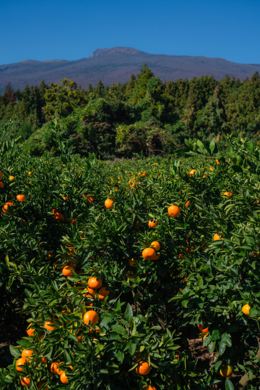 라이프스타일 브랜드가 된 제주 귤 농장, 귤메달 1 농장01