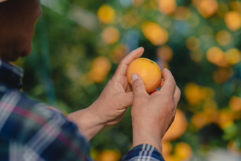 라이프스타일 브랜드가 된 제주 귤 농장, 귤메달 2 농장18
