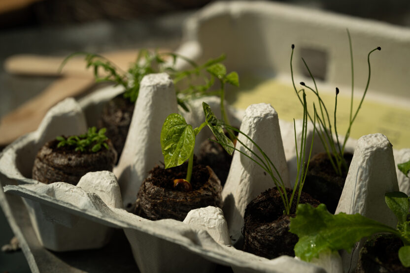 씨앗을 매개로 한 새로운 감각의 식물 경험, 씨드키퍼 4 fullset sprout 2