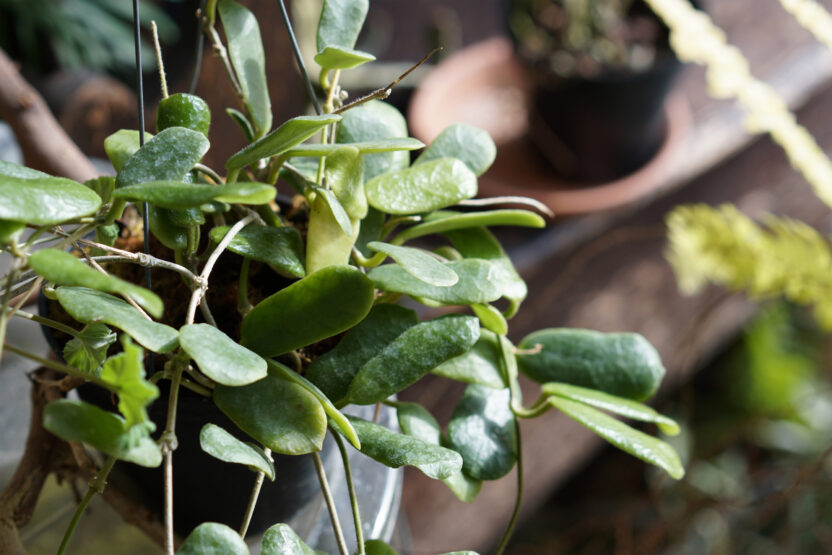 식물 디자인과 예술을 접목시키는 방법 4 20241229 070907