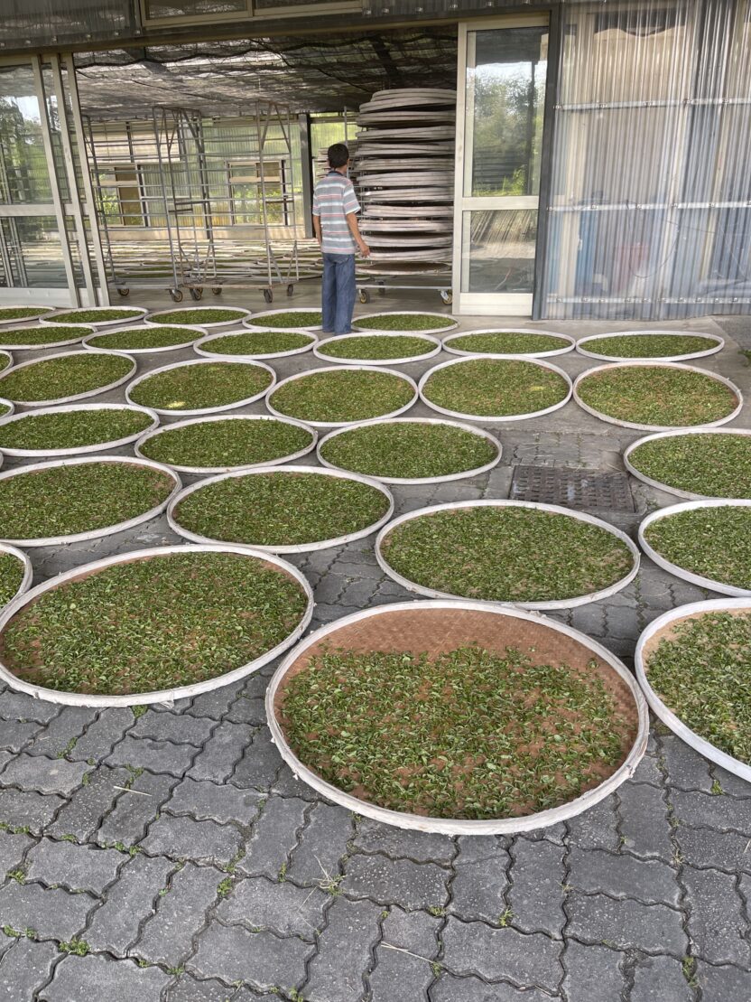 차를 통해 마주하는 나의 초상, 포트레이츠앤드피플 3 IMG 4247