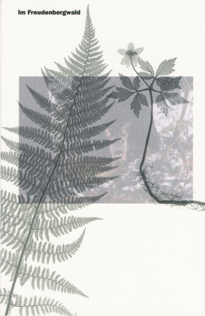 978 3 7291 1121 9 Freudenbergwald