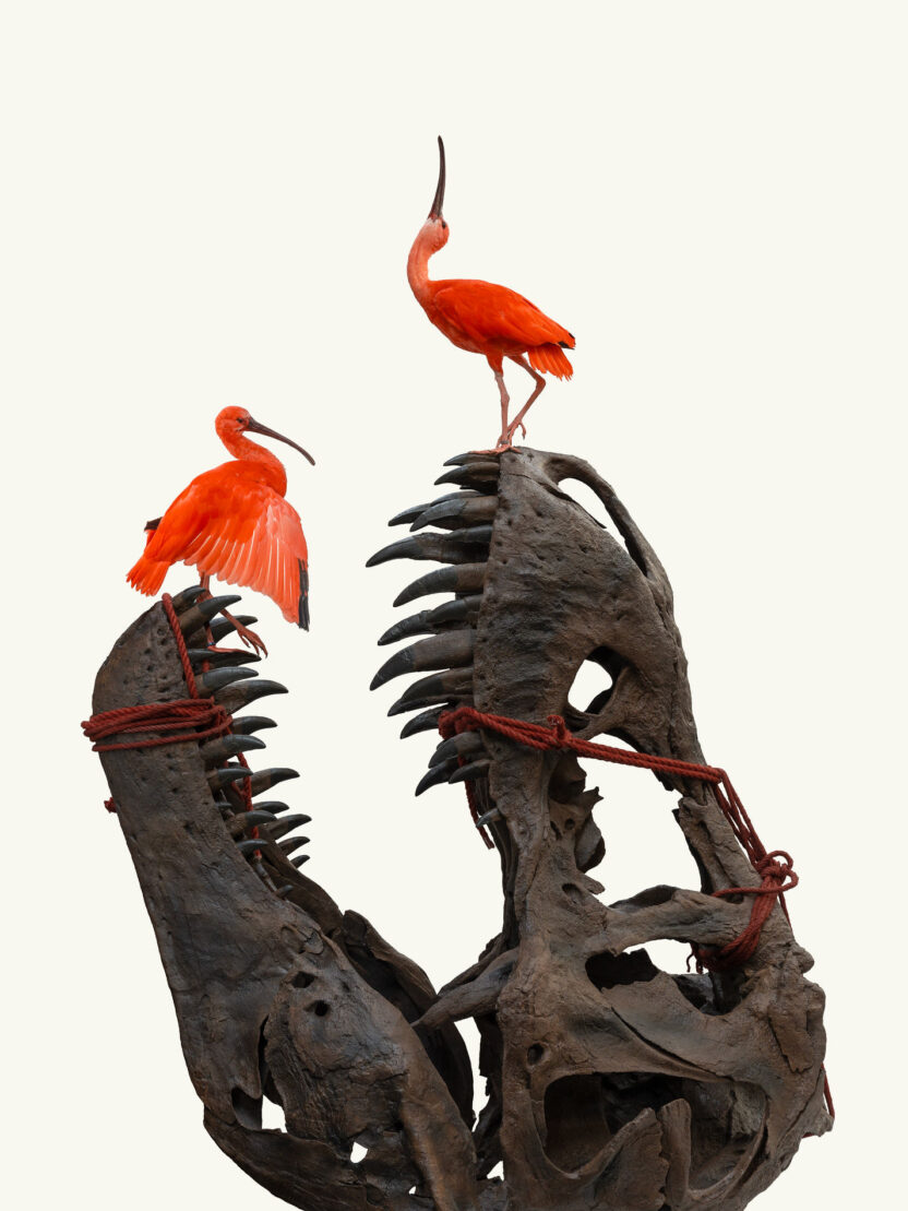 기묘하고 아름다운 생명의 잔향, 암스테르담 아트 주 뮤지엄 1 1 11