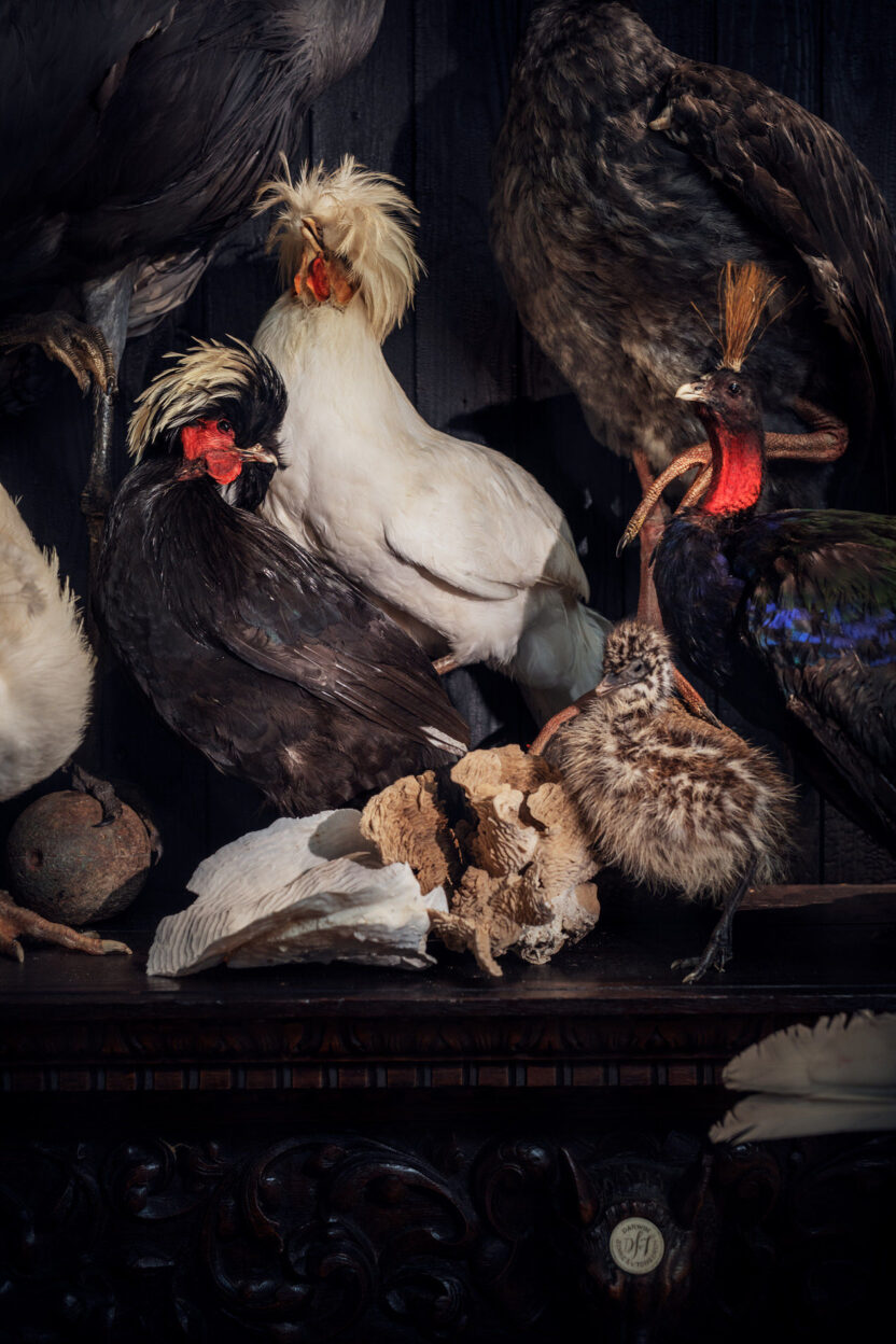 기묘하고 아름다운 생명의 잔향, 암스테르담 아트 주 뮤지엄 11 11 10