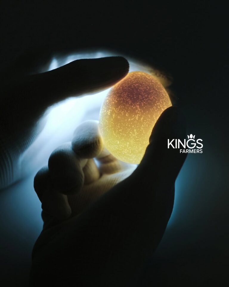 문화를 경작하는 새로운 시대의 농부, 킹스파머스